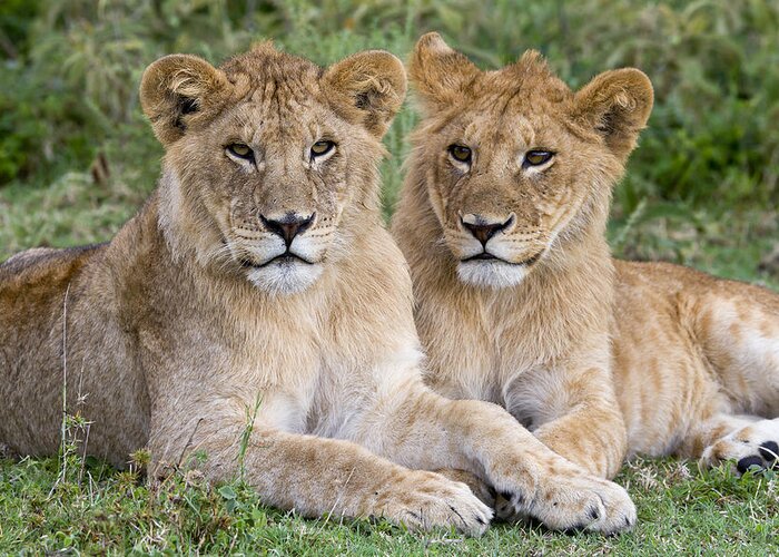 Nis Greeting Card featuring the photograph African Lion Juvenile Males Serengeti by Erik Joosten