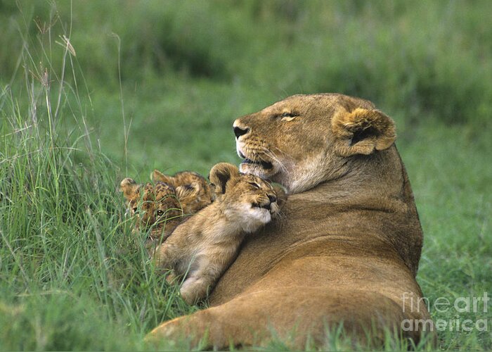 Africa Greeting Card featuring the photograph African Lions Mother and Cubs Tanzania by Dave Welling