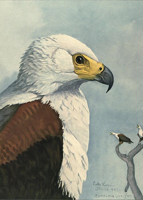 African Sea Eagle Greeting Card featuring the painting African Sea Eagle by Dreyer Wildlife Print Collections 