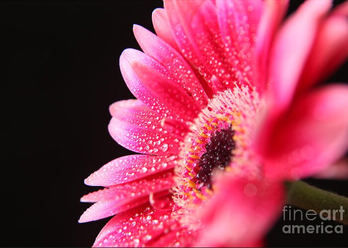 Pink Germini Daisy Greeting Card featuring the photograph After the Rain by Eden Baed