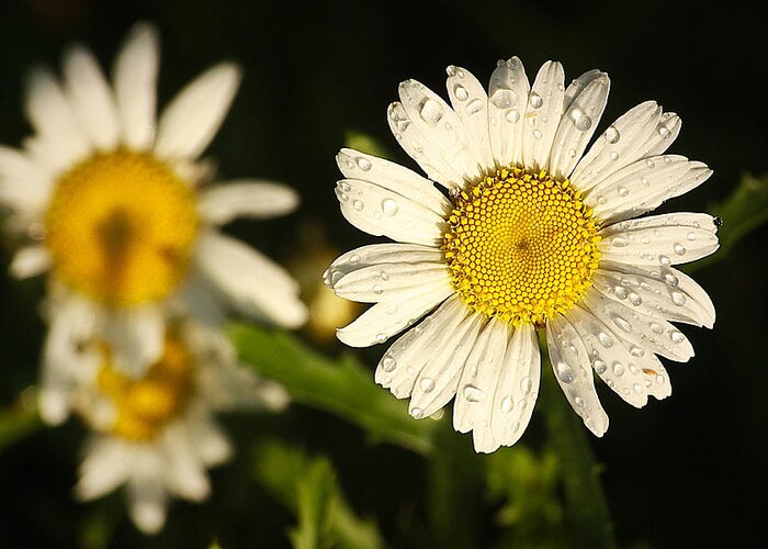 Daisy Greeting Card featuring the photograph After The Rain... by Tammy Schneider