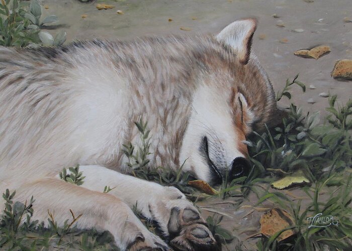 Wolf Greeting Card featuring the painting Afternoon Nap by Tammy Taylor