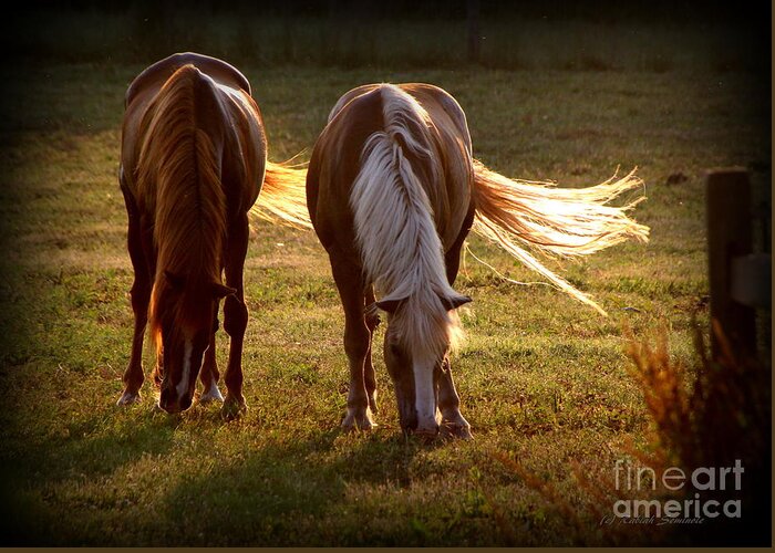 Horses Greeting Card featuring the photograph Afternoon Sun by Rabiah Seminole