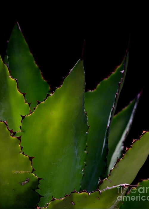 Agave Greeting Card featuring the photograph Agave Glow by Ruth Jolly