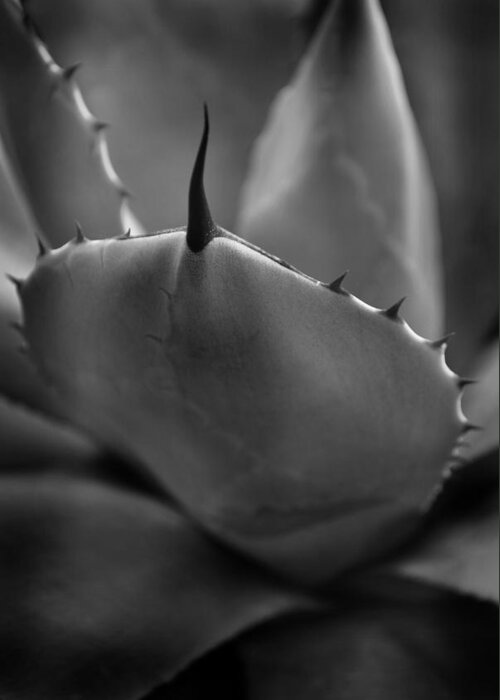 Plant Greeting Card featuring the photograph Agave Monochrome by Nathan Abbott