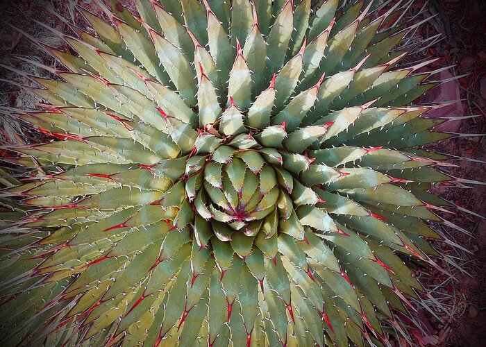 Agave Greeting Card featuring the photograph Agave Spikes by Alan Socolik