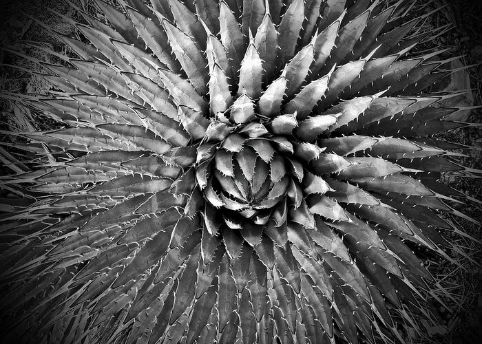 Agave Greeting Card featuring the photograph Agave Spikes Black and White by Alan Socolik