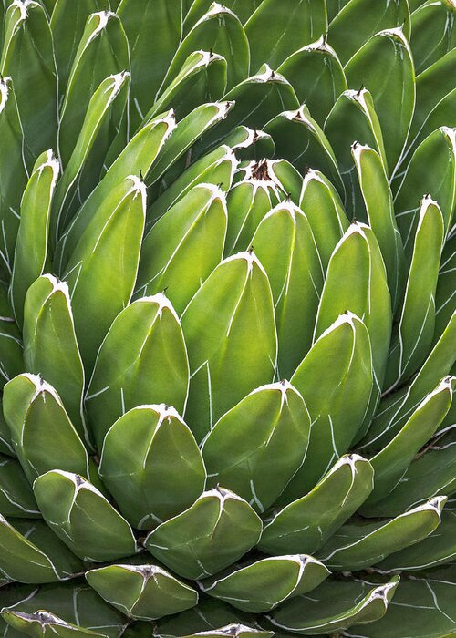 Agave Greeting Card featuring the photograph Agave Victoriae Reginae by Andy Sotiriou