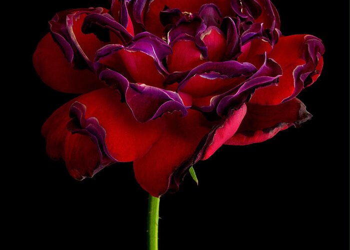 Rose Greeting Card featuring the photograph Ageing Beauty II by Robert Woodward