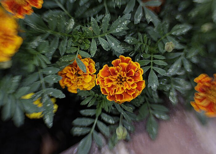 Flowers Greeting Card featuring the photograph Aidan's Marigolds by Jean Macaluso