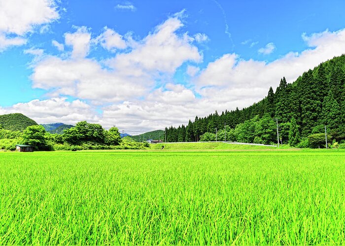Tranquility Greeting Card featuring the photograph Akita Rice. Japan by Photo By Glenn Waters In Japan