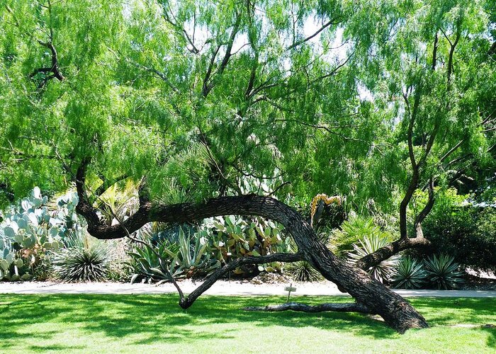 Alamo Greeting Card featuring the photograph Alamo Twisted Tree by The GYPSY