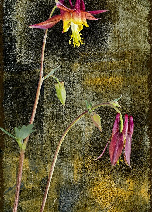Flower Greeting Card featuring the photograph Alaskan Wild Columbine by Fred Denner