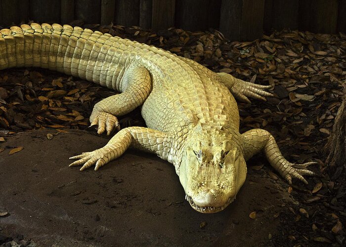  Greeting Card featuring the photograph Albino Alligator by Bill Barber