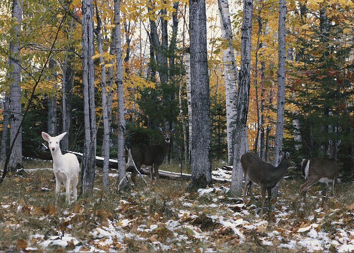 Nature Greeting Card featuring the photograph Albino And Normal White-tailed Deer by Thomas & Pat Leeson