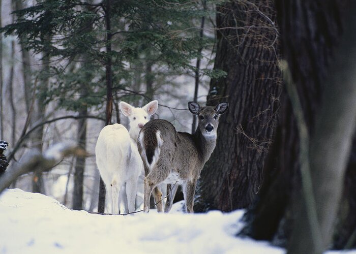 Albinic Greeting Card featuring the photograph Albino And Normal White-tailed Deer by Thomas And Pat Leeson