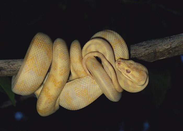 Albinic Greeting Card featuring the photograph Albino Carpet Python by Karl H. Switak