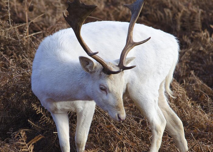 Deer Greeting Card featuring the photograph Albino deer by Steev Stamford
