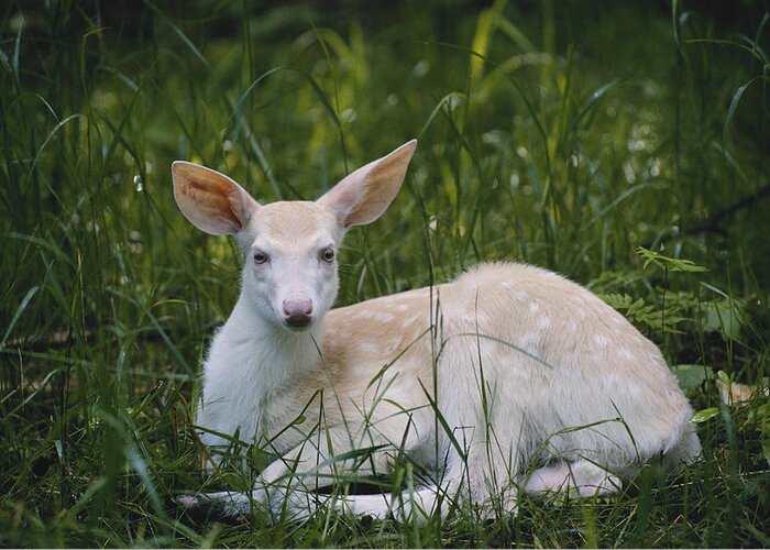 Albinic Greeting Card featuring the photograph Albino White-tailed Deer Fawn by Thomas And Pat Leeson