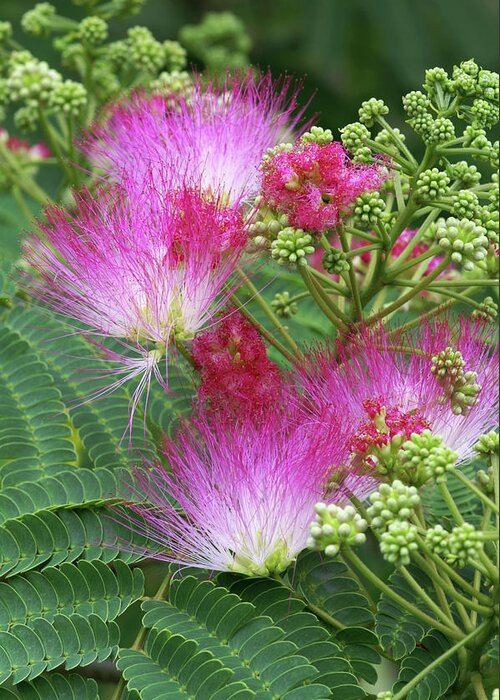 Silk Tree Greeting Card featuring the photograph Albizia Julibrissin Ombrella 'rose' by Brian Gadsby/science Photo Library