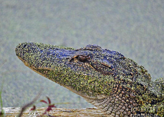 Alligator Greeting Card featuring the photograph Algae Gator by Al Powell Photography USA