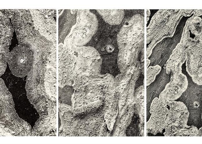 Lichen Greeting Card featuring the photograph Alien Triptych Landscape BW by Rudy Umans