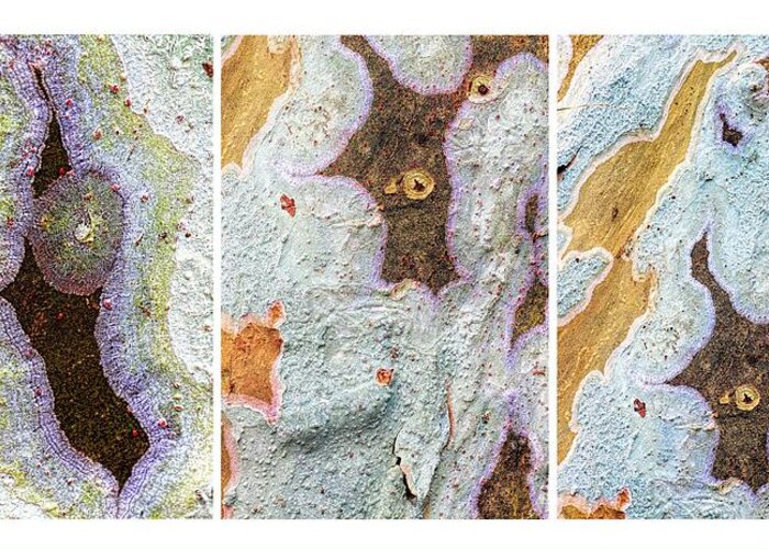 Lichen Greeting Card featuring the photograph Alien Triptych Landscape by Rudy Umans