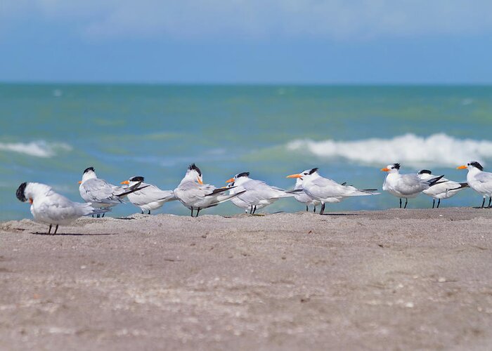 Tern Greeting Card featuring the photograph All In A Row by Kim Hojnacki