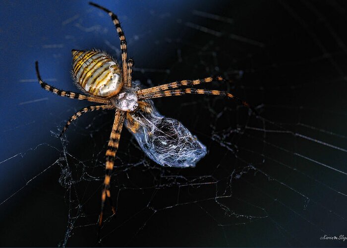 Spider Web Greeting Card featuring the photograph All Wrapped Up - Argiope Spider by Karen Slagle