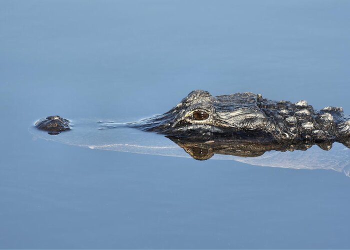 Close-up Greeting Card featuring the photograph Alligator-7 by Rudy Umans