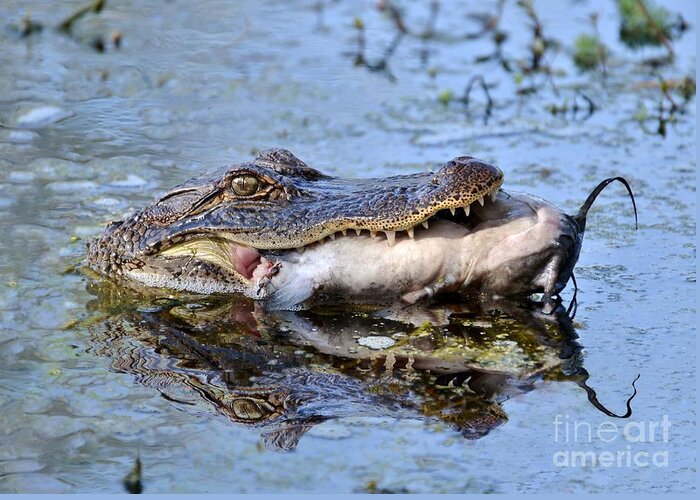 Alligator Greeting Card featuring the photograph Alligator Catches Catfish by Kathy Baccari