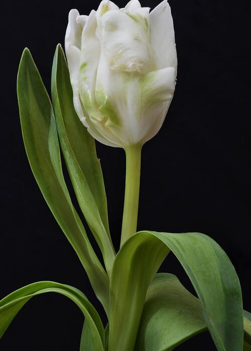Tulip Greeting Card featuring the photograph Alluring Tulip. by Terence Davis