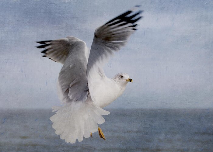 Bird Greeting Card featuring the photograph Aloft II by Carol Erikson