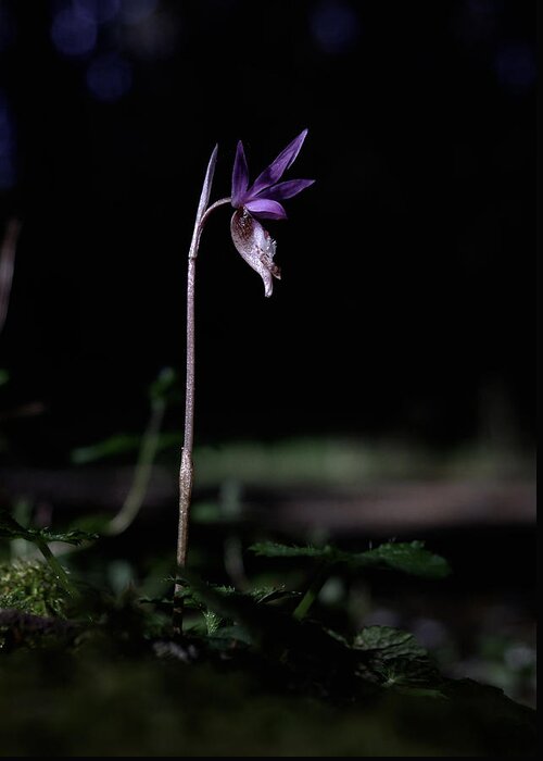 Calypso Orchid Greeting Card featuring the photograph Alone in the Forest by Betty Depee