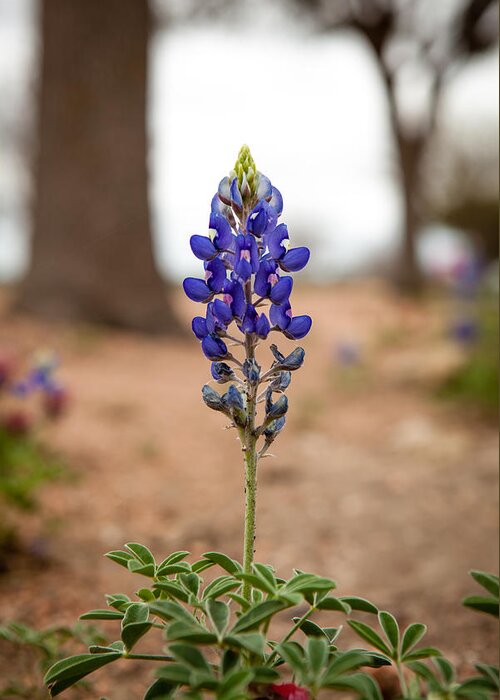 Bluebonnet Greeting Card featuring the photograph Alone in the Woods by Melinda Ledsome
