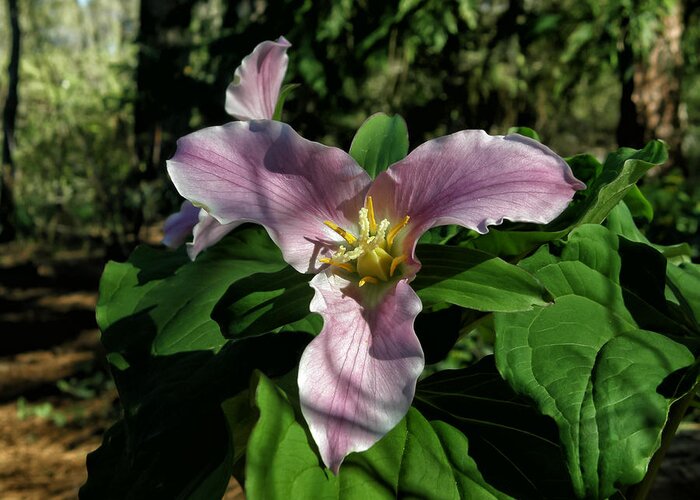 Trilliums Greeting Card featuring the photograph Along the Woodland Path by Kathleen Bishop
