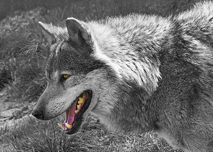 Grey Wolf Greeting Card featuring the photograph Alpha Male Wolf - You Look Tasty 2 by Gill Billington