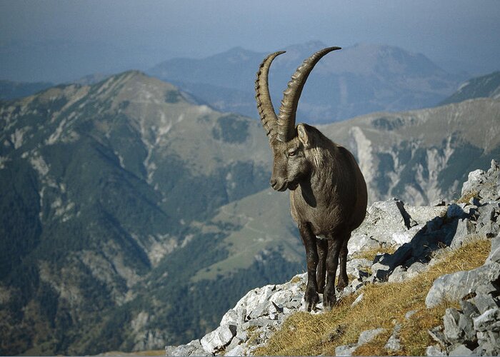 Feb0514 Greeting Card featuring the photograph Alpine Ibex Male In The Swiss Alps by Konrad Wothe