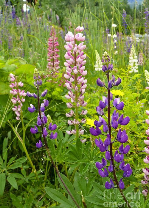 Lupin Greeting Card featuring the photograph Alpine Lupines by Maria Janicki