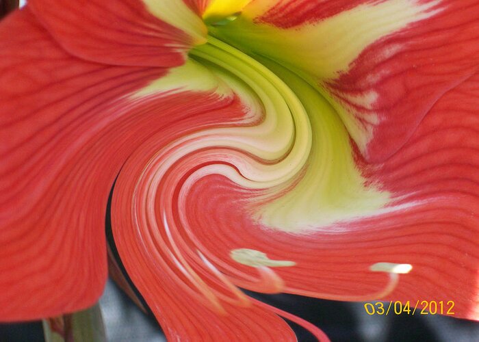 Blooming Red And Yellow Amarylis With A Twirl Effect Greeting Card featuring the photograph Amarylis Twirl by Belinda Lee