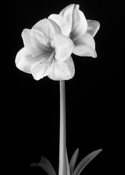 3scape Photos Greeting Card featuring the photograph Amaryllis in Black and White by Adam Romanowicz