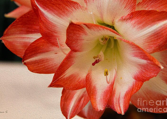 Flowers Greeting Card featuring the photograph Amaryllis in spring by Nina Silver