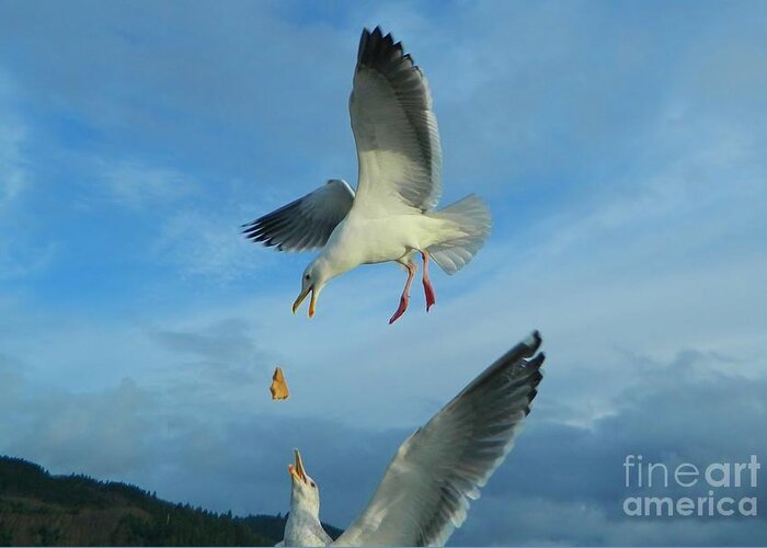 Seagulls Greeting Card featuring the photograph Amazing by Gallery Of Hope 