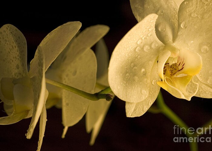 Flower Greeting Card featuring the photograph Amazing Orchid 2 by Micah May