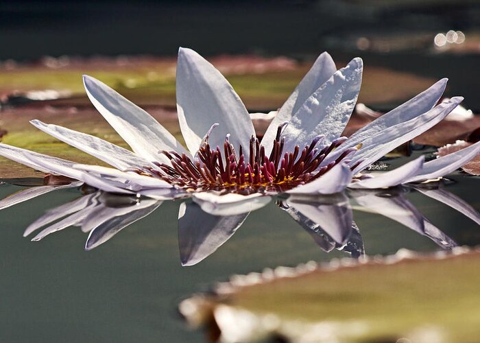 Queen Of The Water Lilies Greeting Card featuring the photograph Amazonian Giantess by Theo OConnor