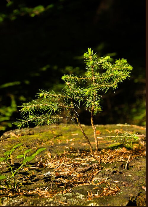 Tree Greeting Card featuring the photograph Ambitious Spruce by Andreas Berthold