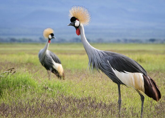 Africa Greeting Card featuring the photograph Amboseli crowned cranes by Mike Gaudaur