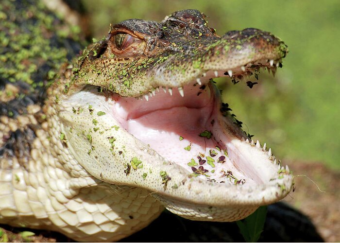 Alligator Mississipiensis Greeting Card featuring the photograph American Alligator Cooling Down by Clay Coleman/science Photo Library