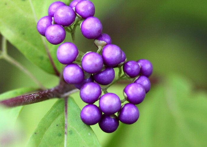 Purple Berry Greeting Card featuring the photograph American BeautyBerry by Ramabhadran Thirupattur