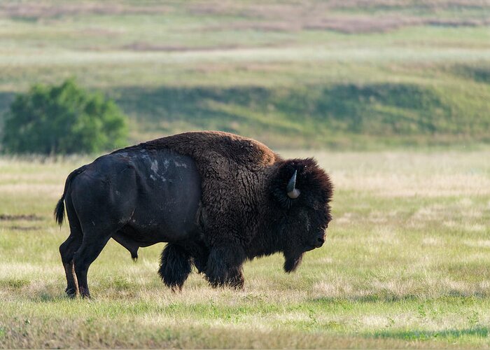 Grass Greeting Card featuring the photograph American Bison Buffalo, Wind Cave by Mark Newman